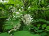 DSC02019.JPG