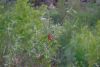 DSC04898.JPG