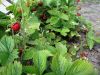 DSC05096.JPG