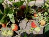 DSC05097.JPG