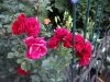 DSC05167.JPG
