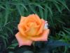 DSC05168.JPG
