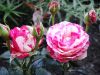 DSC05169.JPG