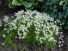 DSC08833.JPG