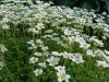 DSC08834.JPG