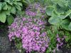 DSC08841.JPG