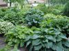 DSC09126.JPG