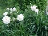 DSC09144.JPG