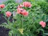 DSC09145.JPG