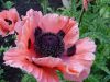 DSC09146.JPG