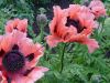 DSC09147.JPG