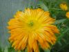 DSC09173.JPG