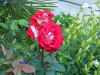 DSCN1616.JPG