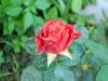 DSCN1618.JPG
