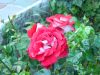 DSCN1625.JPG