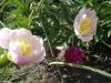DSCN8943.JPG