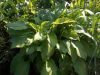 DSCN8959.JPG