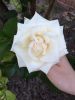 IMG-20160618-WA0001.jpg