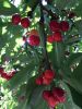 IMG-20160618-WA0008.jpg