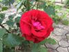 IMG-20160618-WA0010.jpg