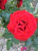IMG-20160618-WA0012.jpg