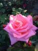 IMG-20160618-WA0015.jpg