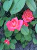 IMG-20160618-WA0017.jpg
