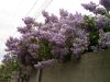 IMG_1881.JPG