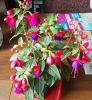 IMG_20160621_154928.jpg