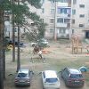 IMG_20160626_171121.jpg