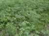 SDC13289.JPG