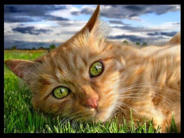 Аватар LesaVeta