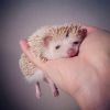 5-darcy-the-flying-hedgehog-photo-credit-shota-tsukamoto.jpeg
