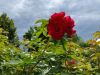 п320160709_145246.jpg