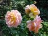 DSC02380.JPG