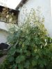 DSC02381.JPG