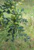 IMG-20160703-WA0002.jpg