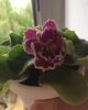 IMG-20160723-WA0000.jpg