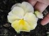 IMG_20160701_144212.thumb.jpg.c44f2e376d