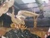 -20160730_144820.thumb.jpg.b3c22b6d0eb33