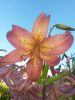 20160710_185057.jpg