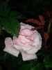 20160712_194312.jpg