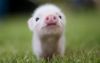 3840x2400-animals_baby_animals_grass_pigs-12994.jpg