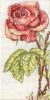Anchor RHS-101, Роза (Rosa canina double)