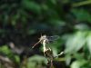 DSC01242_.jpg