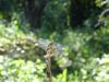 DSC01244_.jpg