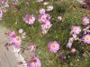 DSCF0607.JPG
