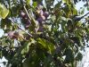 DSCN9885.JPG
