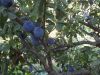 DSCN9894.JPG