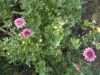 DSCN9900.JPG
